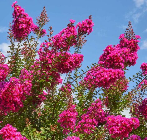 Pink Crape Myrtle - Quart Pot - Flowering Ornamental Tree
