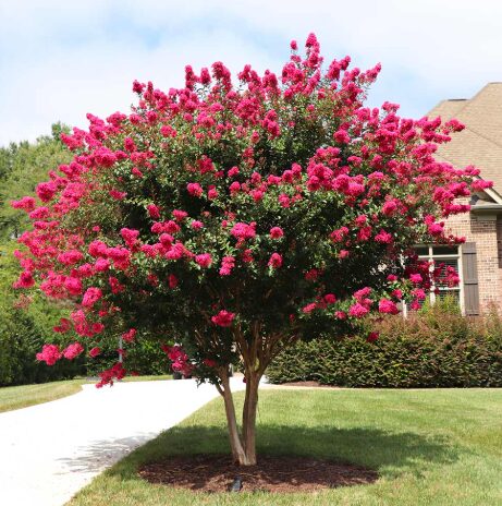 Pink Crape Myrtle - Quart Pot - Flowering Ornamental Tree - Image 2