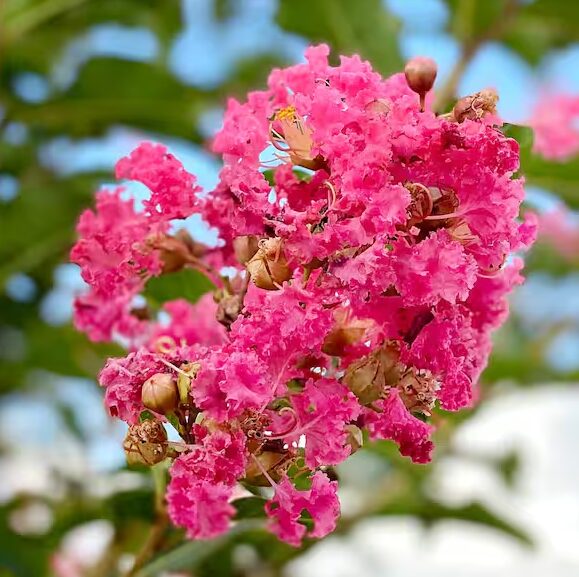 Pink Crape Myrtle - Quart Pot - Flowering Ornamental Tree - Image 3