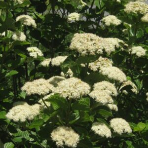 Native Arrowwood ‘Chicago Lustre’ Viburnum – 2-3’ Tall, Gallon Pot