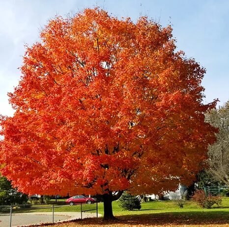 October Glory Maple Tree - Quart Pot - Fast-Growing and Vibrant Fall Foliage - Image 2