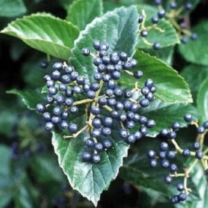 Alternative view of Native Arrowwood ‘Chicago Lustre’ Viburnum – 2-3’ Tall, Gallon Pot