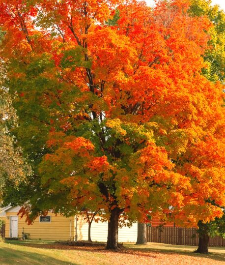 October Glory Maple Tree - Quart Pot - Fast-Growing and Vibrant Fall Foliage - Image 3