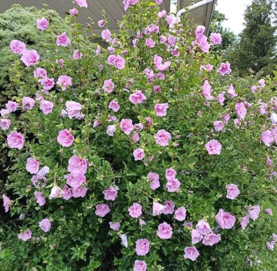 Minerva Rose of Sharon - Quart Pot - Hardy Hibiscus Syriacus Shrub - Image 2