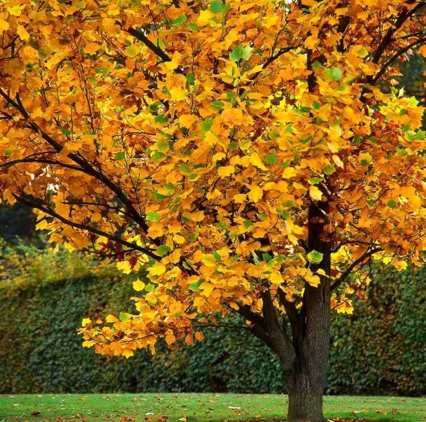 Tulip Poplar Tree - Quart Pot - Fast-Growing Shade Tree - USDA Zones 4-9 - Image 4