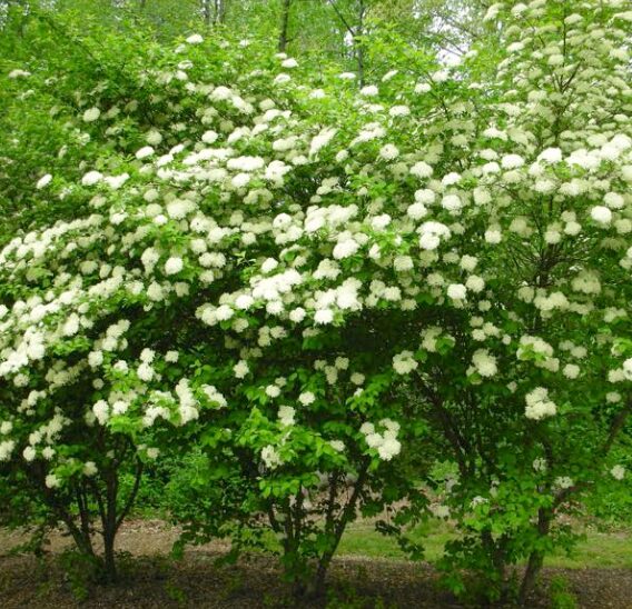 2 Native Black Haw Viburnum Bare Root - 1-2 Ft Hardy Ornamental Shrub - Image 2