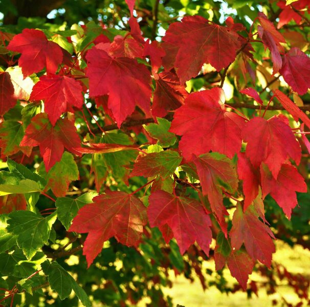 October Glory Maple Tree - Quart Pot - Fast-Growing and Vibrant Fall Foliage