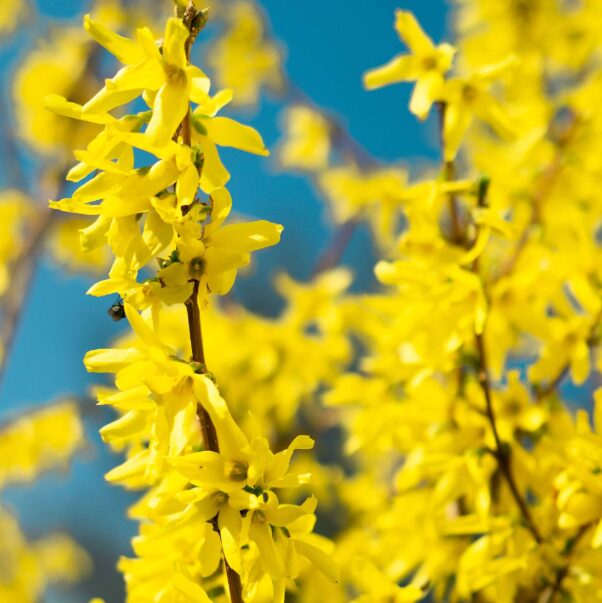 Lynwood Gold Forsythia Shrub - 4” Pot, Fast-Growing Hedge Plant - Image 3