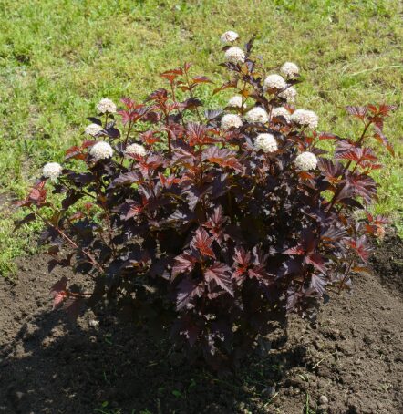Crimson Diablo Ninebark Shrub - 2-3’ Branched - Gallon Pot - Hardy Ornamental - Image 2