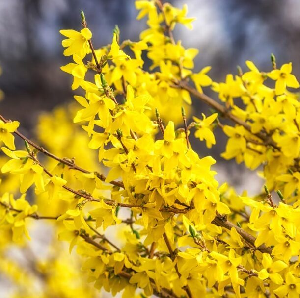 Lynwood Gold Forsythia Shrub - 4” Pot, Fast-Growing Hedge Plant