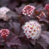 Crimson Diablo Ninebark Shrub - 2-3’ Branched - Gallon Pot - Hardy Ornamental