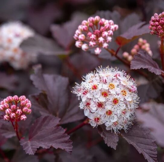 Crimson Diablo Ninebark Shrub - 2-3’ Branched - Gallon Pot - Hardy Ornamental