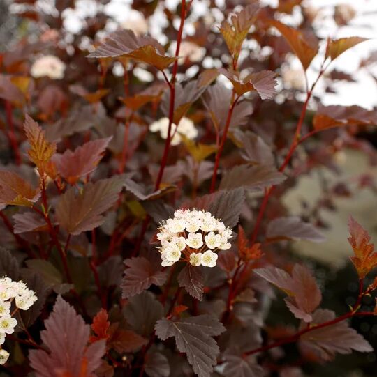 Crimson Diablo Ninebark Shrub - 2-3’ Branched - Gallon Pot - Hardy Ornamental - Image 4