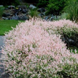 Alternative view of Nishiki Willow Shrub - 2-3’ Branched, Gallon Pot, Fast-Growing