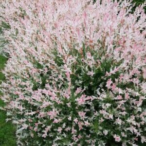 Nishiki Willow Shrub - 2-3’ Branched, Gallon Pot, Fast-Growing