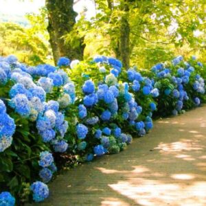 Alternative view of Nikko Blue Hydrangea - 1 Gallon Pot - Stunning Flowering Shrub