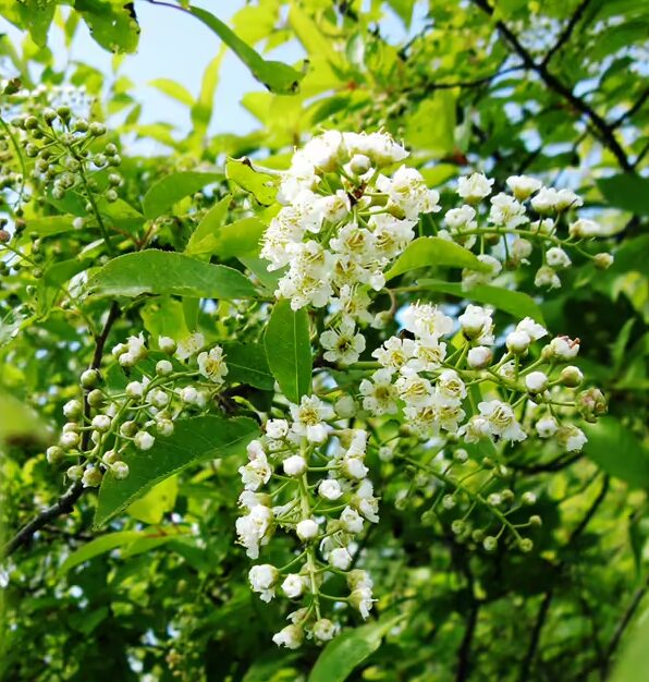 Choke Cherry ‘Canadian Red’ Tree - 2-3’ Branched - 1 Gallon Pot