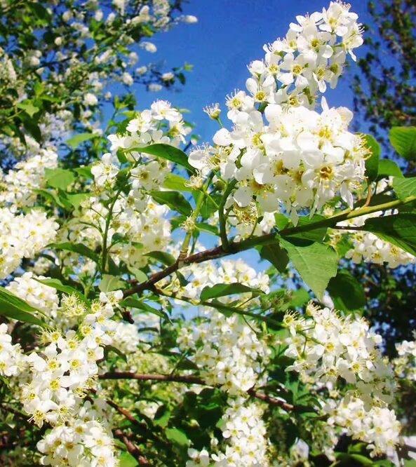 Choke Cherry ‘Canadian Red’ Tree - 2-3’ Branched - 1 Gallon Pot - Image 2