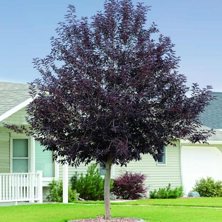 Choke Cherry ‘Canadian Red’ Tree - 2-3’ Branched - 1 Gallon Pot - Image 3