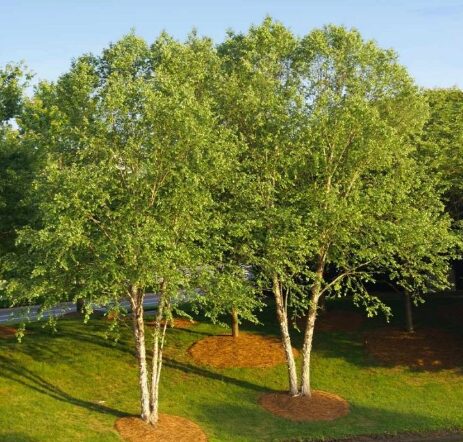River Birch Quart Pot - Hardy Ornamental Tree for Landscaping - Image 2
