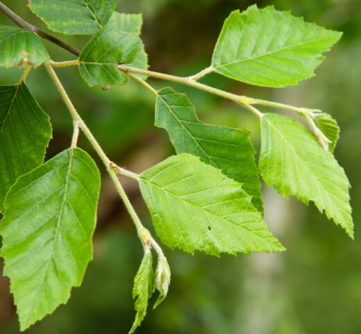 River Birch Quart Pot - Hardy Ornamental Tree for Landscaping - Image 3