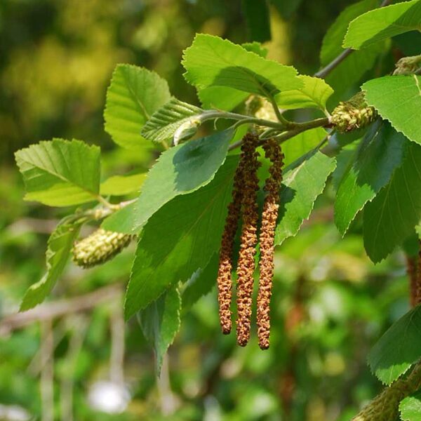 River Birch Quart Pot - Hardy Ornamental Tree for Landscaping