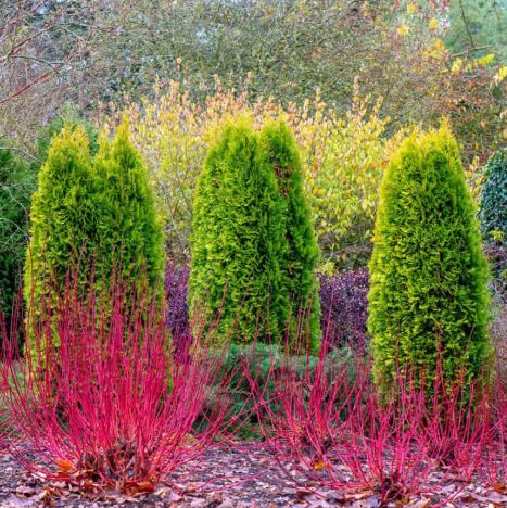 Red Twig Dogwood Shrub - Quart Pot - Vibrant Red Stems - Image 2