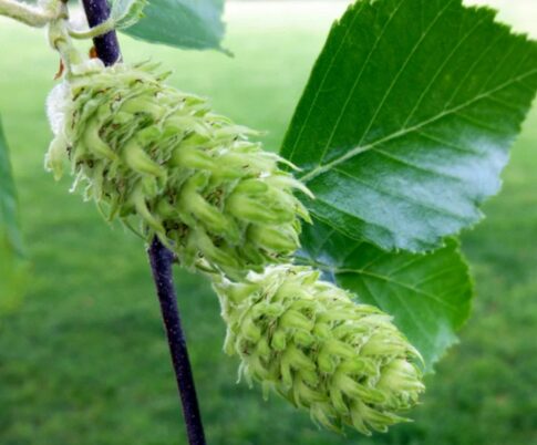River Birch Quart Pot - Hardy Ornamental Tree for Landscaping - Image 5