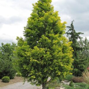 Dawn Redwood Tree - Quart Pot - Fast-Growing Deciduous Variety