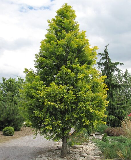 Dawn Redwood Tree - Quart Pot - Fast-Growing Deciduous Variety