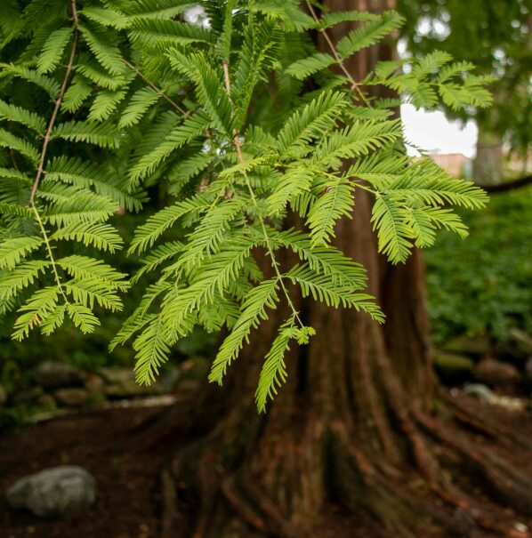 Dawn Redwood Tree - Quart Pot - Fast-Growing Deciduous Variety - Image 3