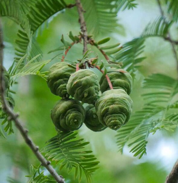 Dawn Redwood Tree - Quart Pot - Fast-Growing Deciduous Variety - Image 4