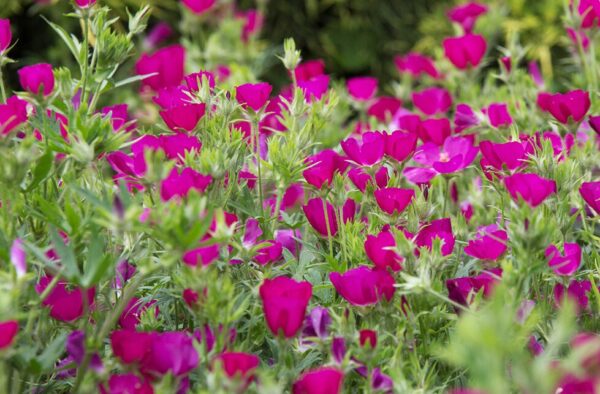 Purple Poppy Mallow Starter Plant - Callirhoe Involucrata - Hardy Perennial