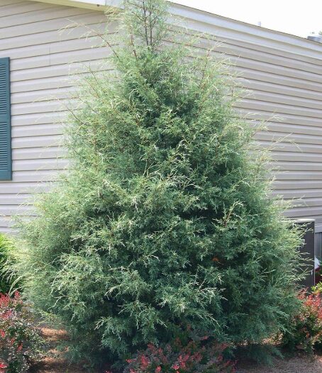 Carolina Cypress Quart Pot - Fast-Growing Evergreen Tree for Landscaping - Image 3