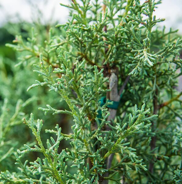 Carolina Cypress Quart Pot - Fast-Growing Evergreen Tree for Landscaping - Image 4