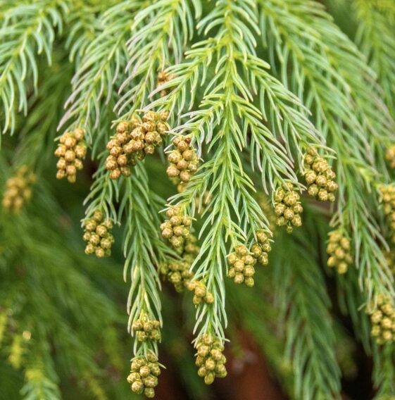 Cryptomeria Quart Pot - Hardy Evergreen - Fast-Growing Conifer - Image 2