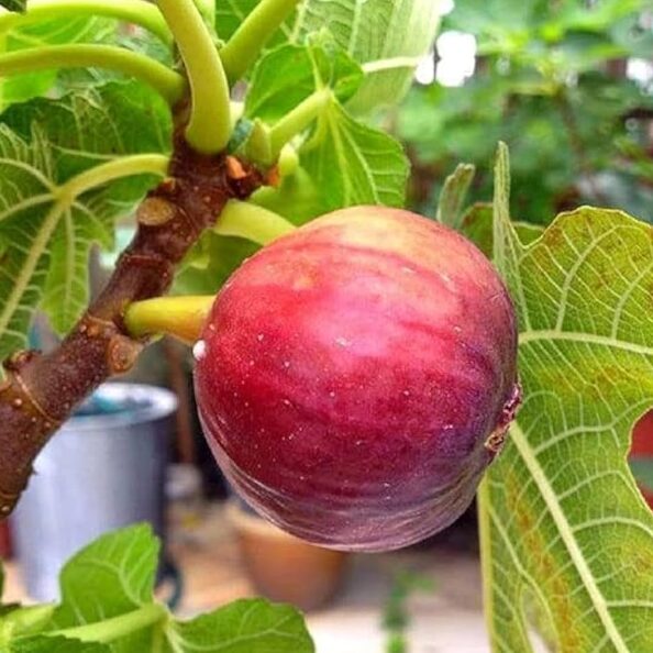 Fig 'Encanto' Starter Plant - 7-10 Inch - Sweet Black Fig - Dormant