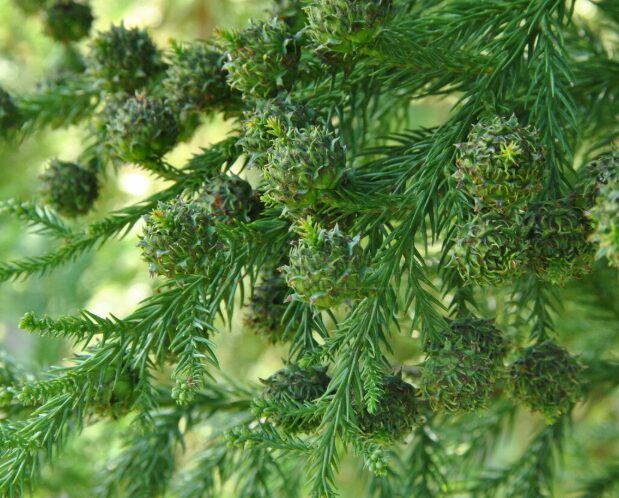 Cryptomeria Quart Pot - Hardy Evergreen - Fast-Growing Conifer - Image 4