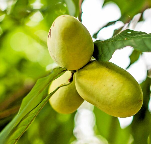 Paw Paw Indian Banana Tree - Quart Pot - Cold-Hardy Fruit Tree - Image 2