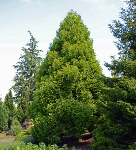 Cryptomeria Quart Pot - Hardy Evergreen - Fast-Growing Conifer - Image 5