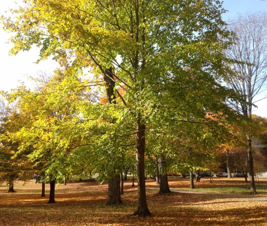 American Beech Quart Pot - Hardy Deciduous Tree for Landscaping