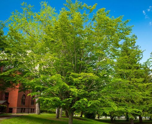 American Beech Quart Pot - Hardy Deciduous Tree for Landscaping - Image 3