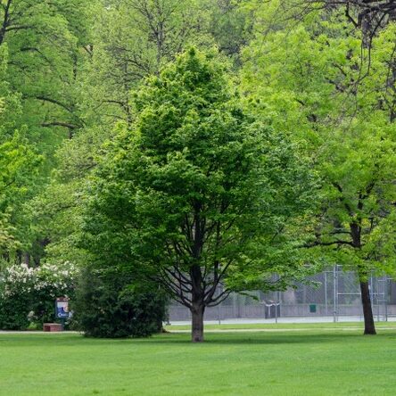 American Beech Quart Pot - Hardy Deciduous Tree for Landscaping - Image 4