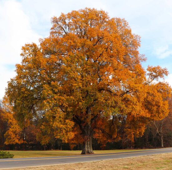 Willow Oak Tree Quart Pot - Fast-Growing, Hardy, Landscaping