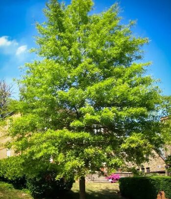 Willow Oak Tree Quart Pot - Fast-Growing, Hardy, Landscaping - Image 3