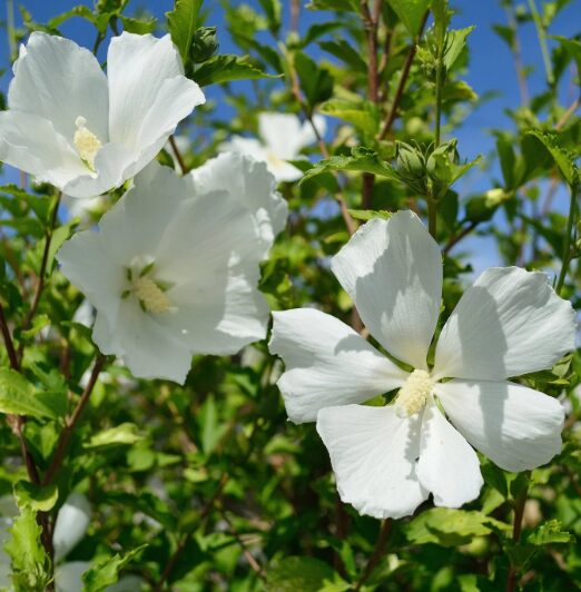 Diana Rose of Sharon - Quart Pot - Hardy Flowering Shrub