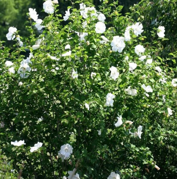 Diana Rose of Sharon - Quart Pot - Hardy Flowering Shrub - Image 4