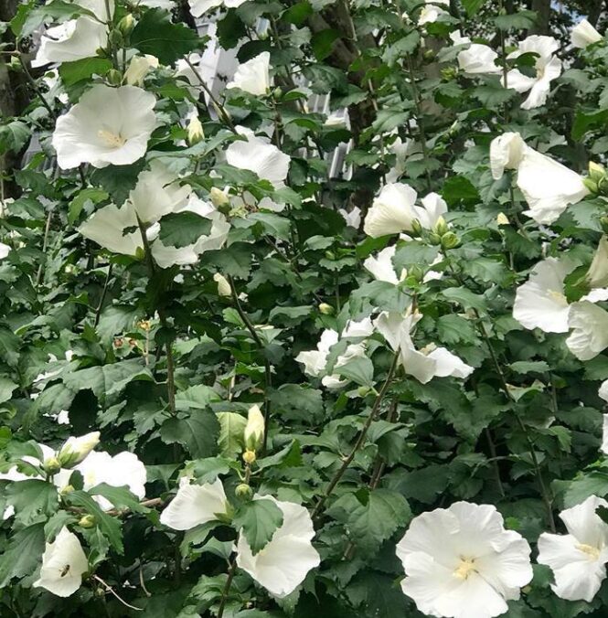 Diana Rose of Sharon - Quart Pot - Hardy Flowering Shrub - Image 3