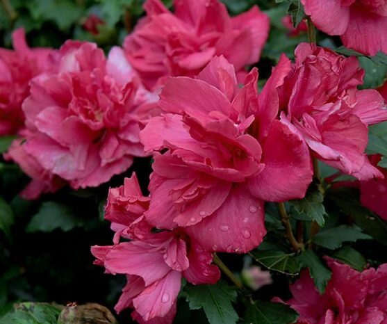 Red Rose of Sharon - Quart Pot - Hardy Flowering Shrub