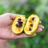 Paw Paw Indian Banana Tree - Quart Pot - Cold-Hardy Fruit Tree
